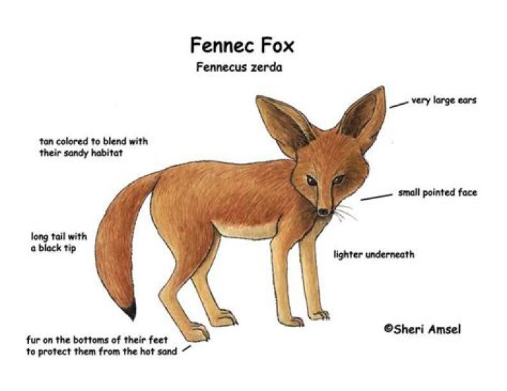 Animal Adaptations Fox Smile