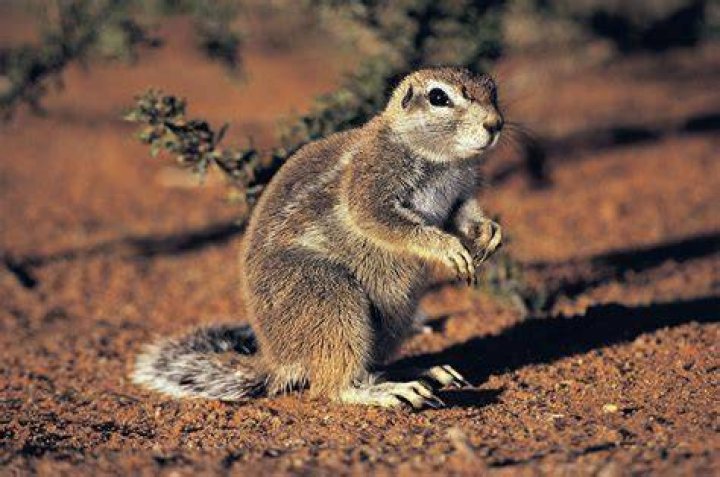 Animal Adaptations Ground Squirrel