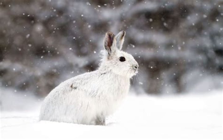Animal Adaptations Hare Winter