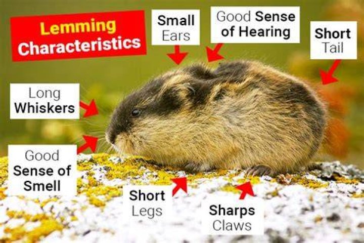 Animal Adaptations Lemming