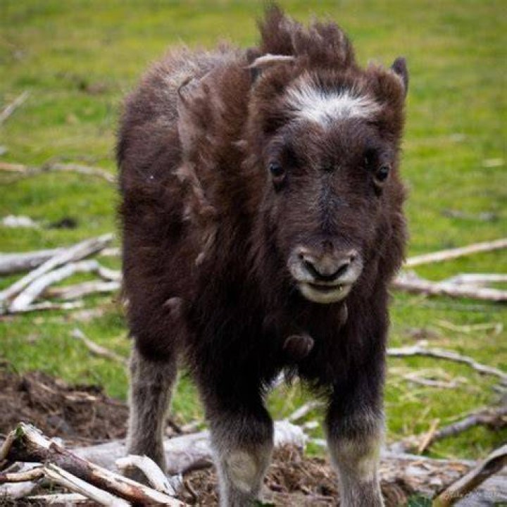 Animal Adaptations Oxen Baby