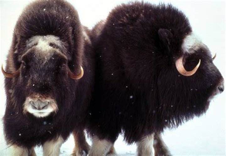 Animal Adaptations Oxen