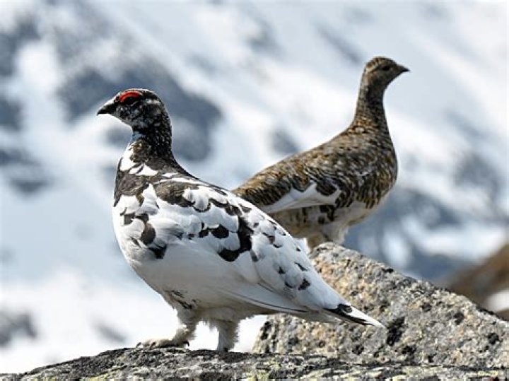 Animal Adaptations Ptarmigan