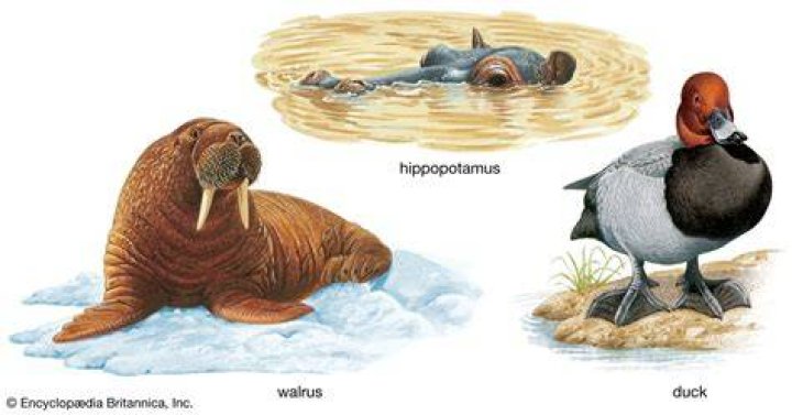 Animal Adaptations Walrus