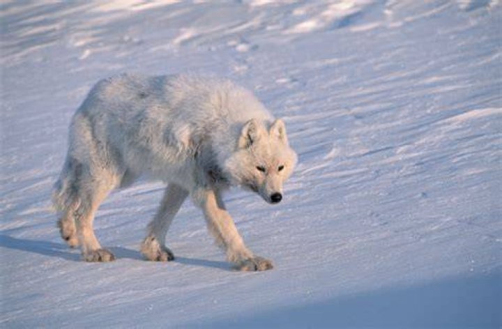 Animal Adaptations Wolves