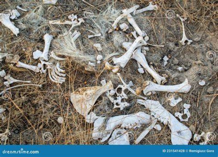 Animal Remains Inside Grave