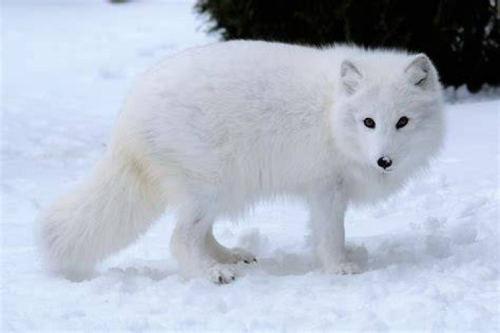 Arctic Fox Winter