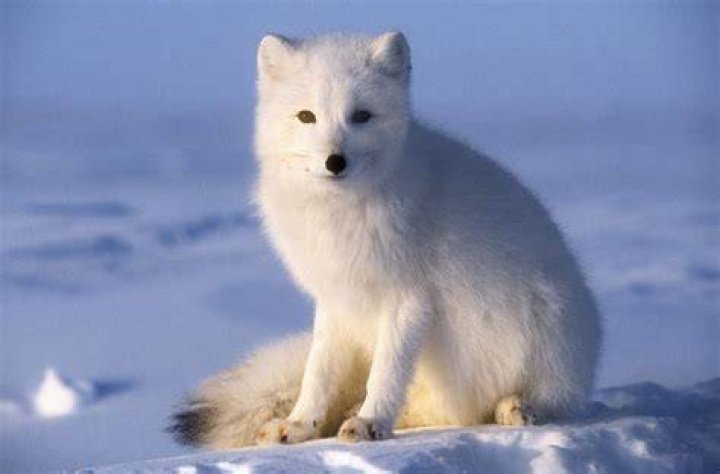 Arctic Fox