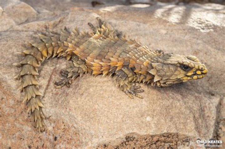 Armadillo Girdled Lizard