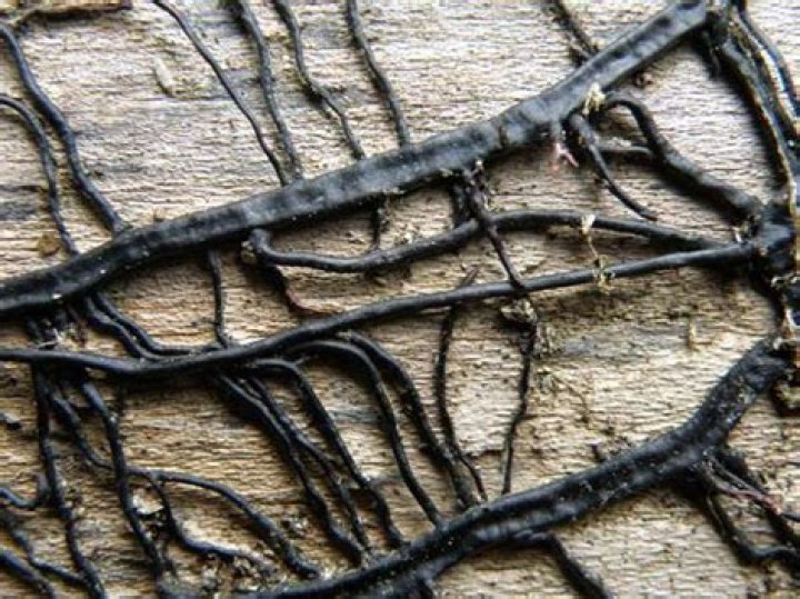 Armillaria Rhizomorphs