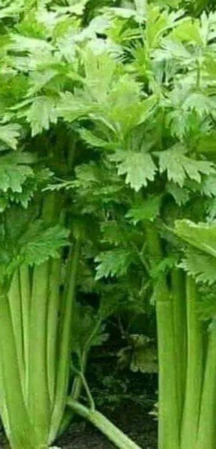 Celery Patch