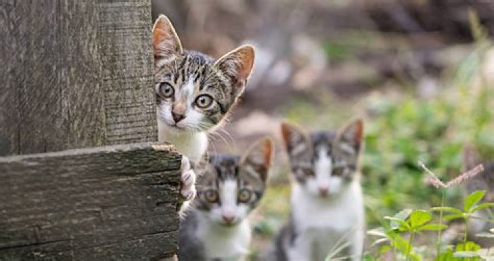 Children's Cat-Killing Contest Canceled Over Backlash