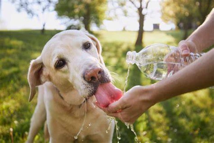 Dog Drinking Water