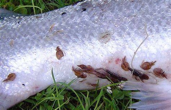 Fish Lice