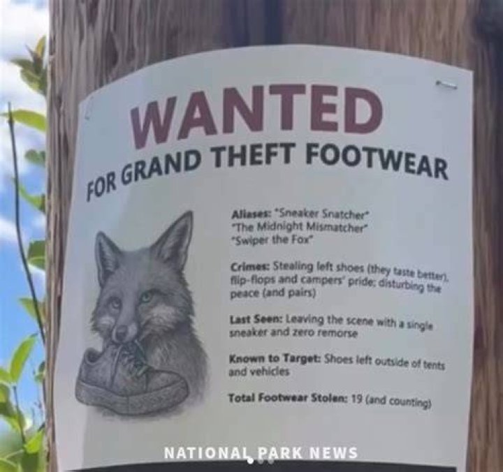 Fox Stealing Shoe