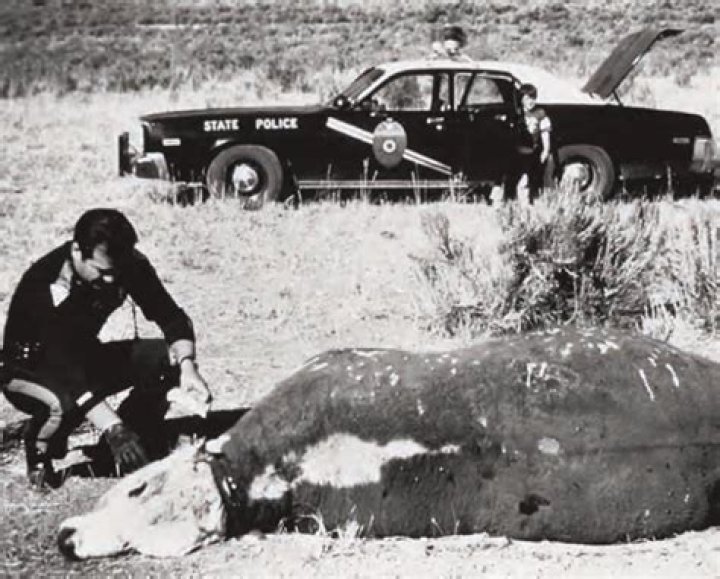 Gabriel Valdez Cattle Mutilation