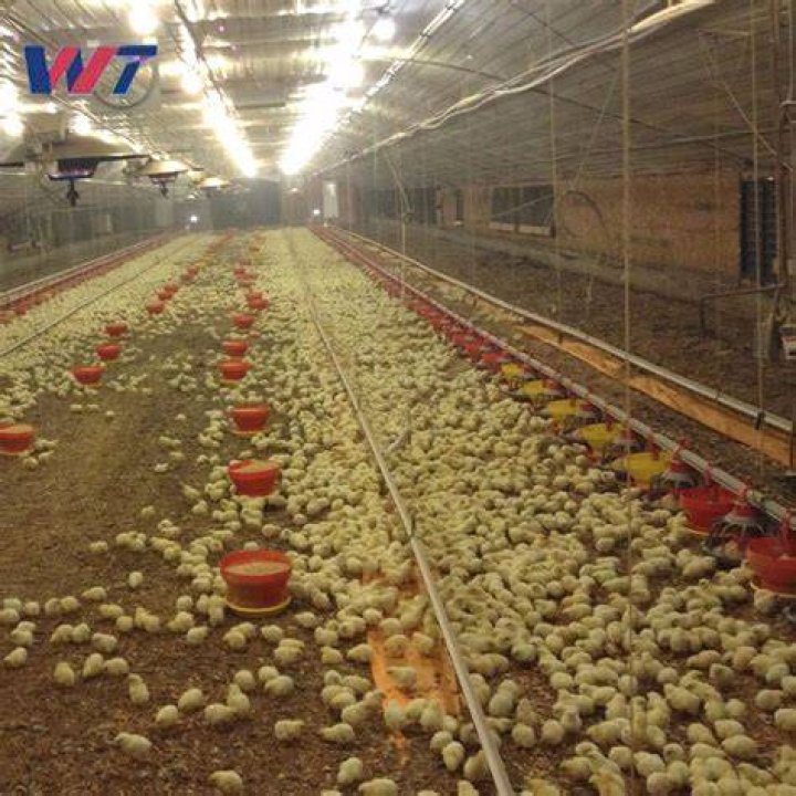 Industrial Chicken Coop