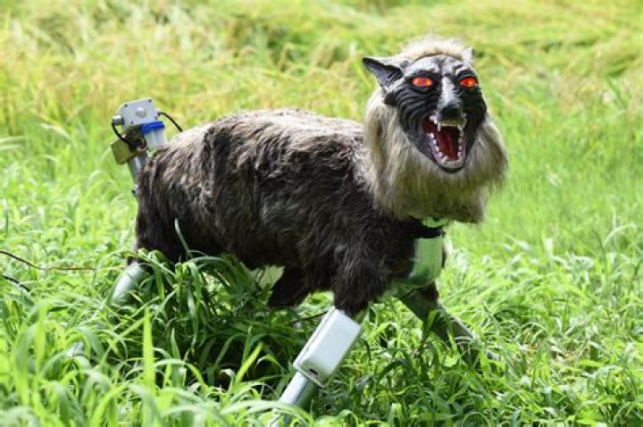 Japanese Robot Wolf