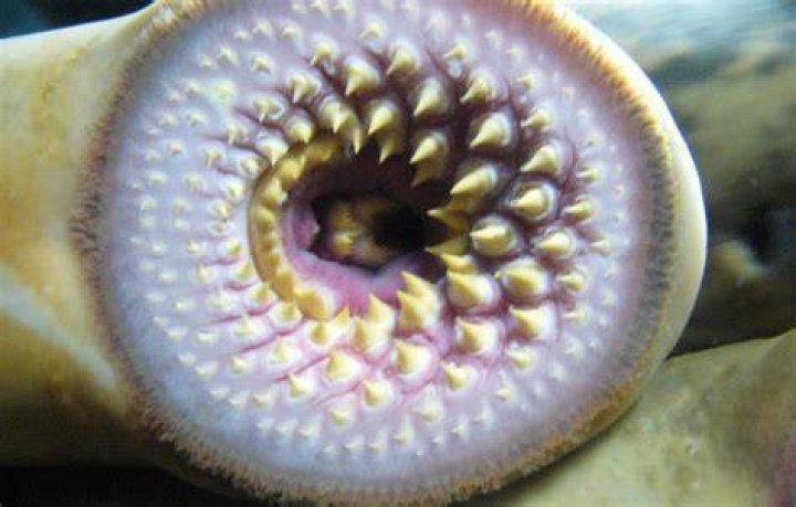 Lamprey Teeth