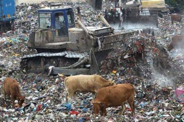 Littering In China Cattle