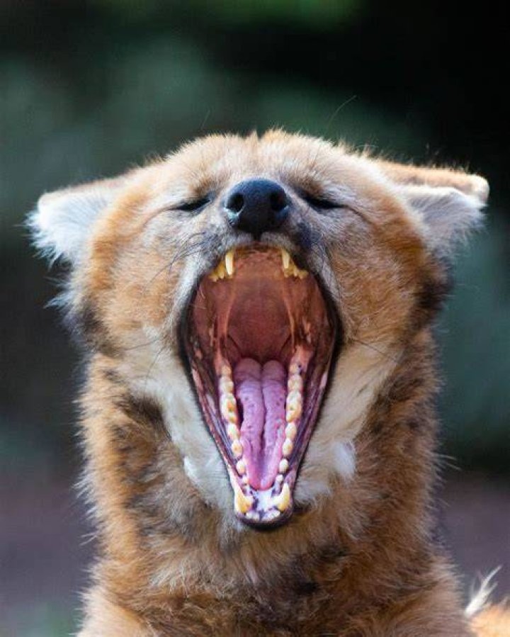 Maned Wolf Yawning