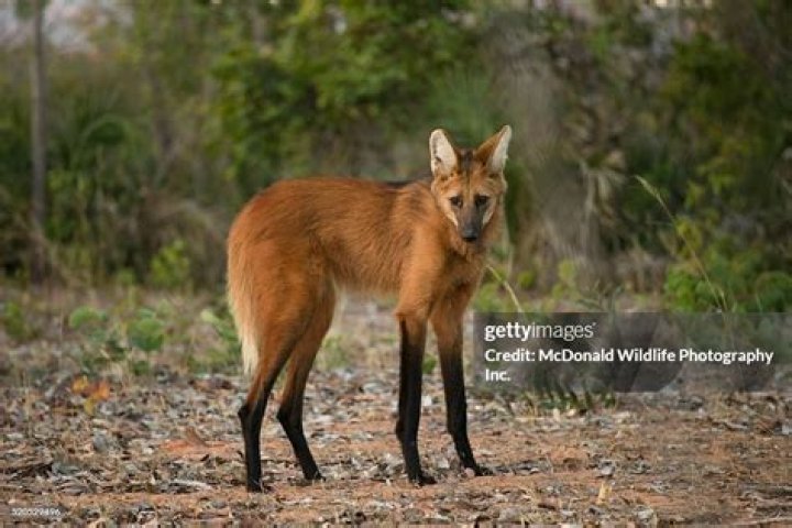 Maned Wolf