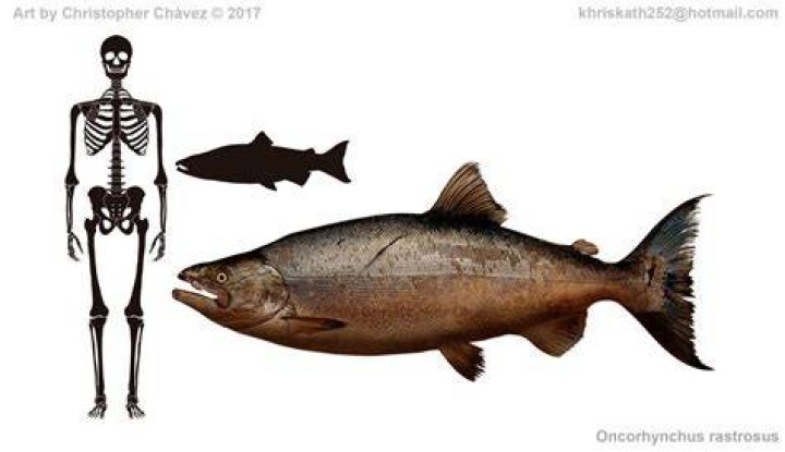Oncorhynchus Rastrosus