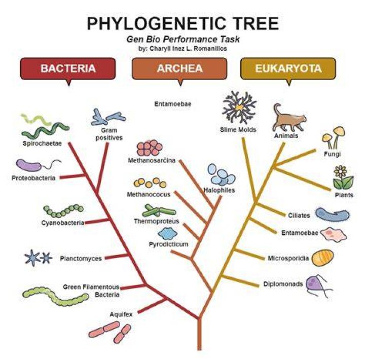 Phylogenetic Tree Of Parthenogensis