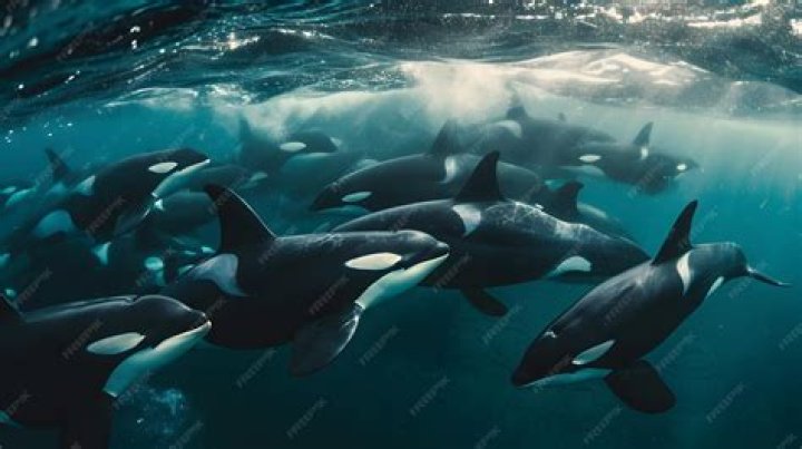 Pod Of Orcas