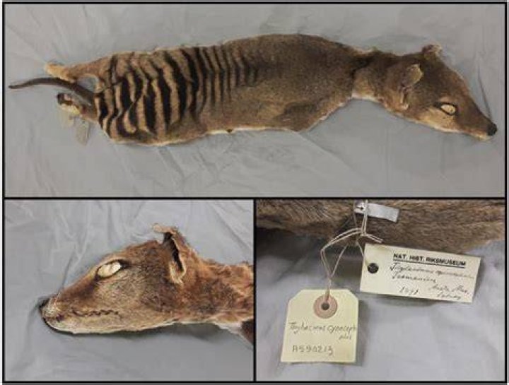 Preserved Thylacine