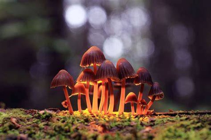 Psilocybin Mushrooms
