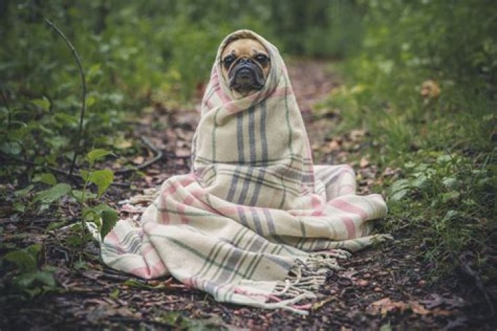Pug Dog Wrapped In Blanket