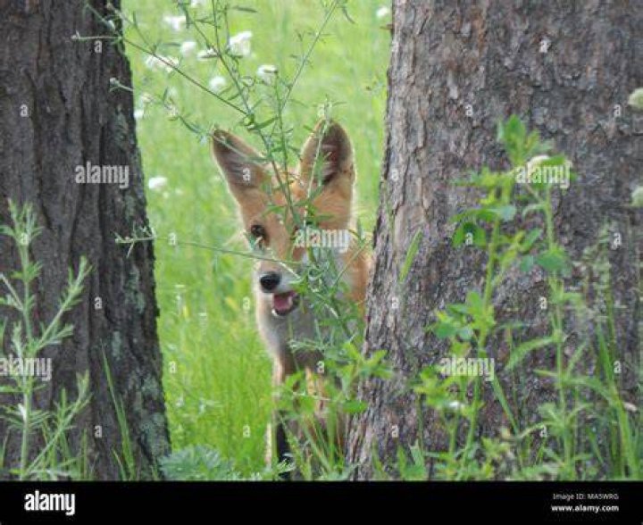 Red Fox