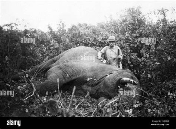 Roosevelt Elephant
