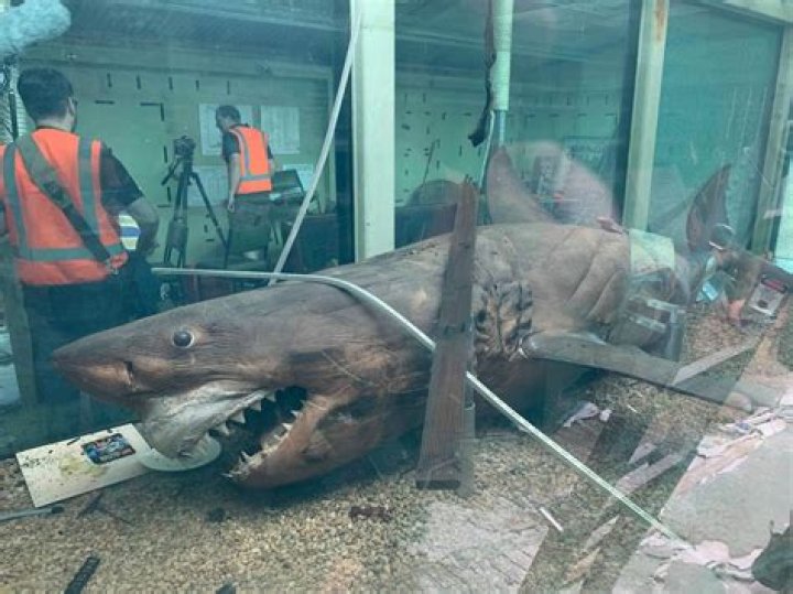 Rosie The Shark In Her Tank