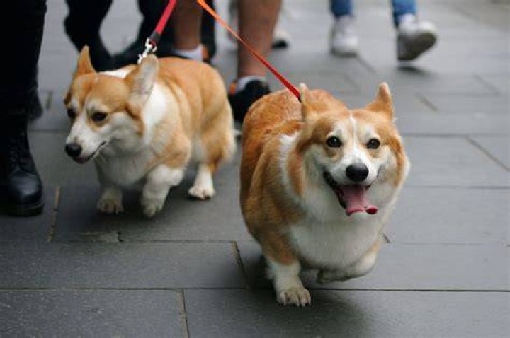 Royal Corgis