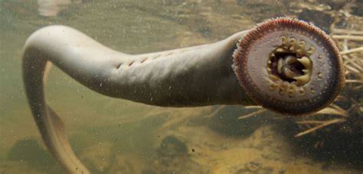 Sea Lamprey