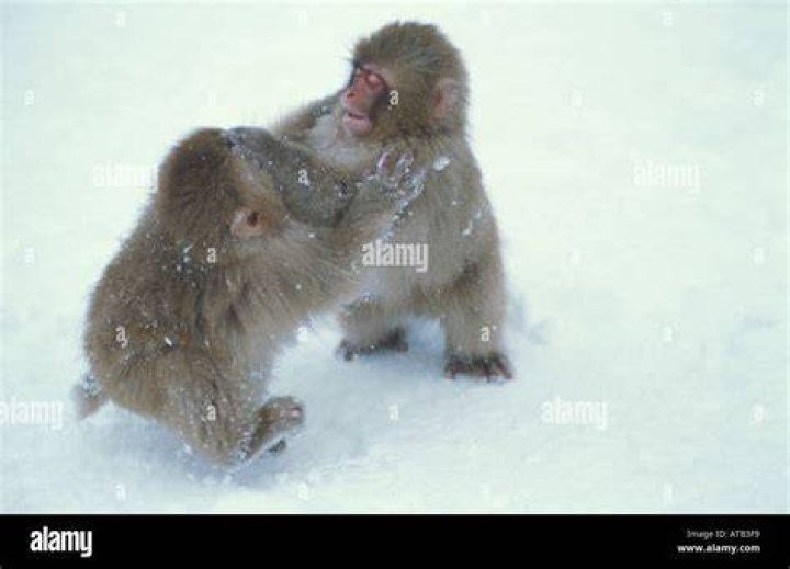 Snow Monkeys Playing