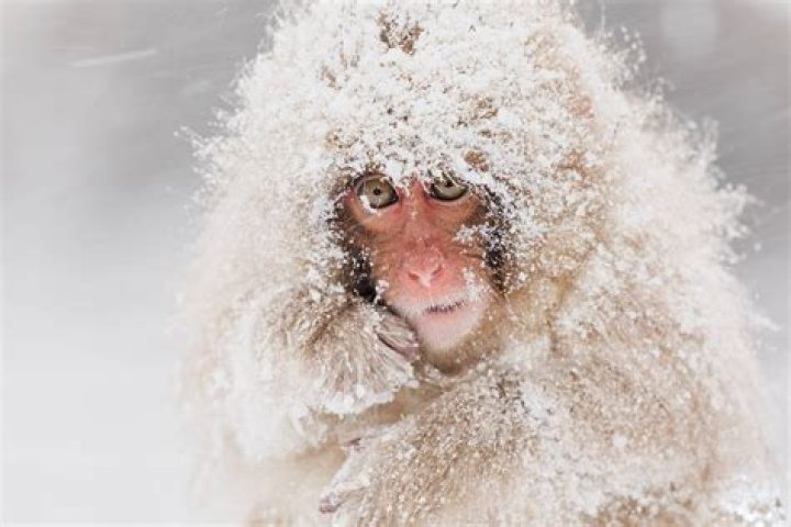 Snowy Monkey