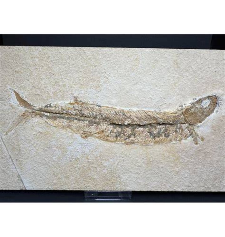 Spike-Toothed Salmon Fossil