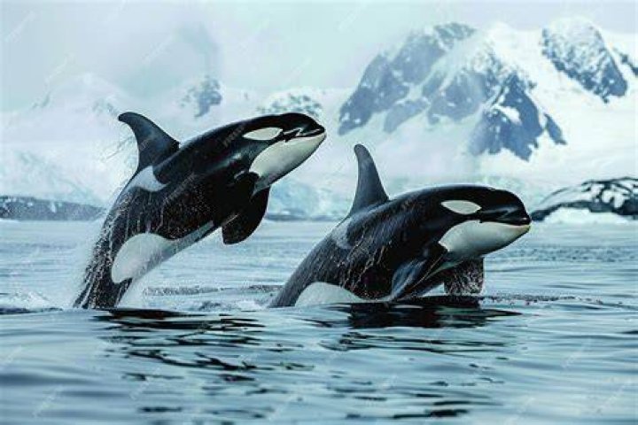 Two Killer Whales Touching