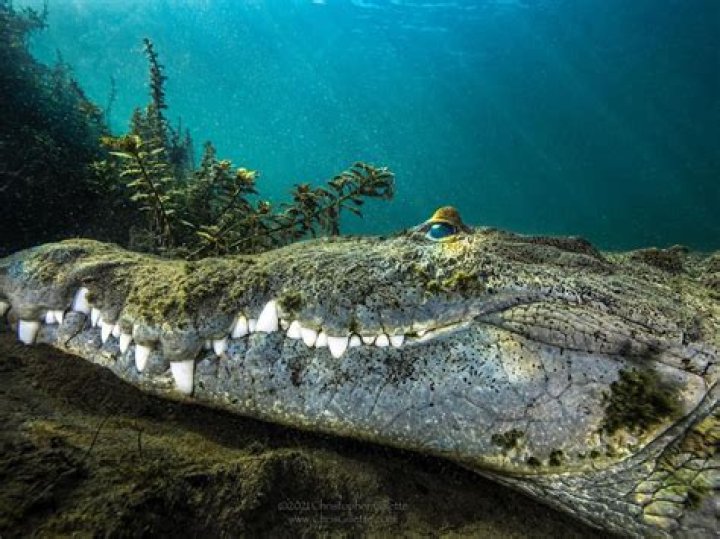 underwater animal photography croc resting