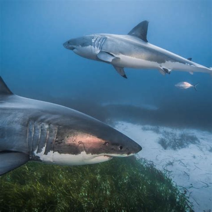 underwater animal photography great white