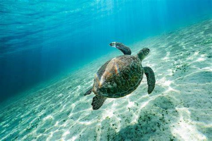 underwater animal photography sea turtle