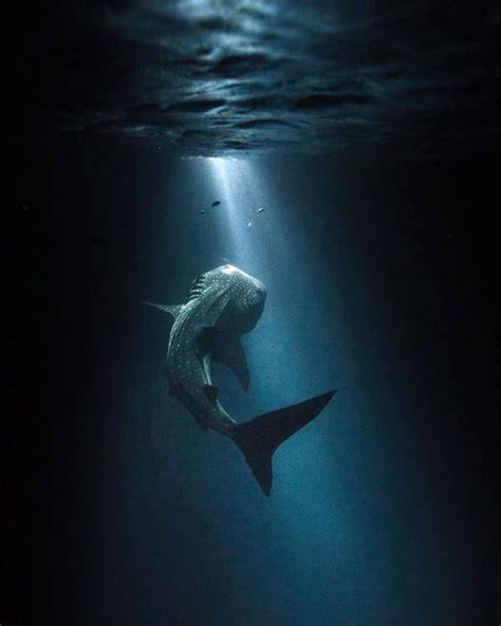 underwater animal photography shark above
