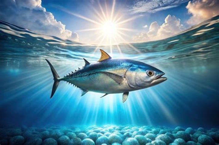 underwater animal photography tuna