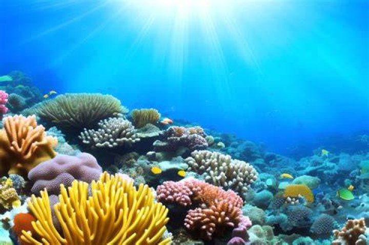 Underwater Pictures