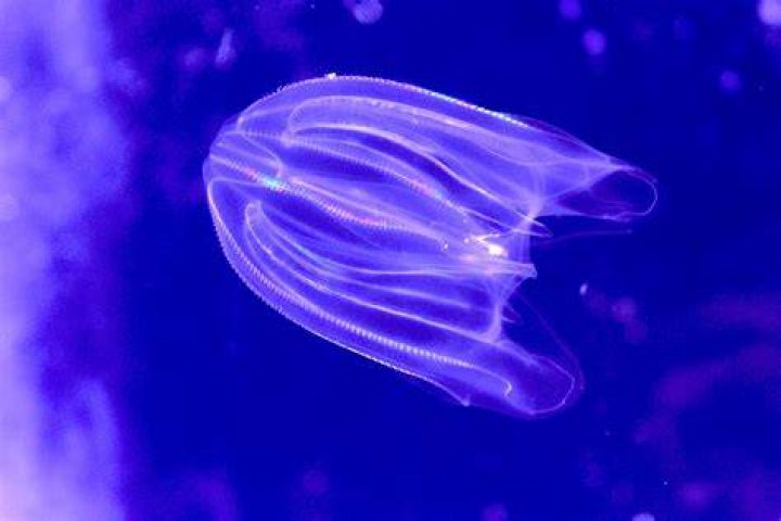 Warty Comb Jelly Boston Aquarium