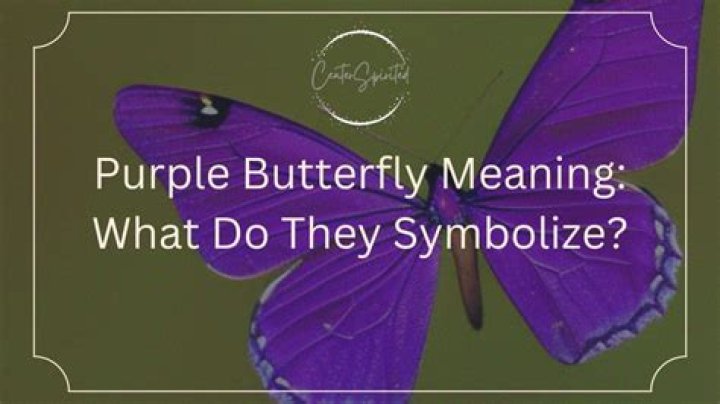 What does the Purple Butterfly Meme mean explained?